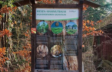 Unter Mammutbäumen im Streitwald: Infotafel | © Hohenlohe Schwäbisch Hall