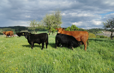 Angus Rinder auf der Weide | © Hohenlohe Schwäbisch Hall
