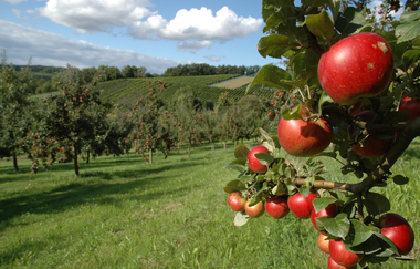 Heimische Streuobstwiesen – abwechslungsreiche Landschaften | © Touristikgemeinschaft HeilbronnerLand e. V.
