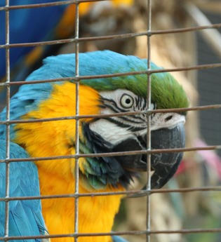 Vogelpark Altlußheim | © Landratsamt Rhein-Neckar-Kreis