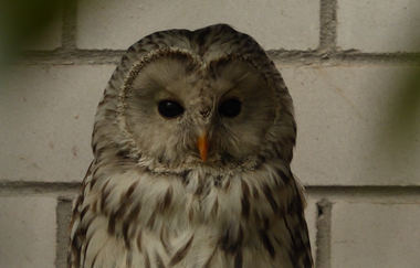Vogelpark Plankstadt | © Landratsamt Rhein-Neckar-Kreis