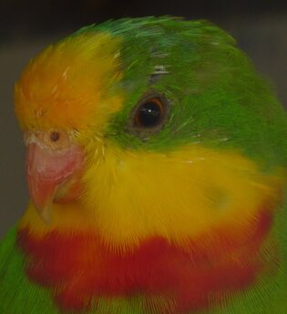 Vogelpark St. Leon-Rot | © Landratsamt Rhein-Neckar-Kreis