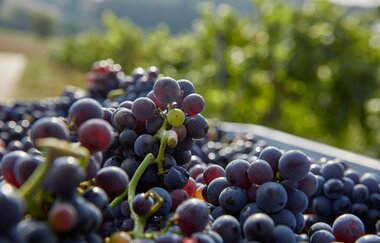 Frisch geerntete, pralle Trauben – ein Vorgeschmack auf den neuen Jahrgang aus dem Land der 1000 Hügel. | © Kraichgau-Stromberg Tourismus e.V.