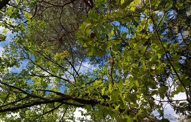 Regina Huwald | Märchenerzählerin und Puppenspielerin im HeilbronnerLand | © Regina Huwald