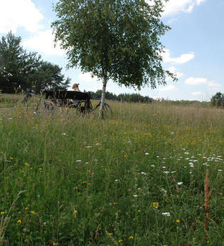 Naturdenkmal Waldheide Heilbronn | HeilbronnerLand | © Touristikgemeinschaft HeilbronnerLand