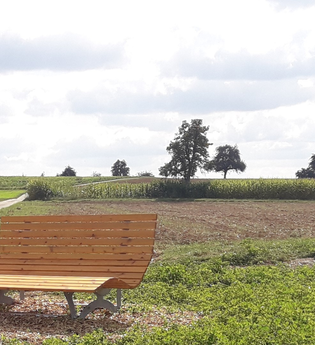 Blick auf ein Waldsofa am Feldrand | © Stadt Sinsheim