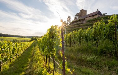 Wander3Klang Wanderparkplatz Brackenheim-Neipperg | © Neckar-Zaber-Tourismus e.V.