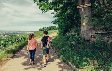Württembergischer Weinwandweg oberhalb Burg Hohenbeilstein | HeilbronnerLand | © Touristikgemeinschaft HeilbronnerLand