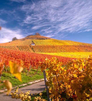 Scheuerberg im Herbstkleid | © Touristikgemeinschaft HeilbronnerLand e.V.