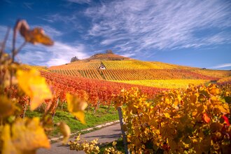 Scheuerberg im Herbstkleid | © Touristikgemeinschaft HeilbronnerLand e.V.