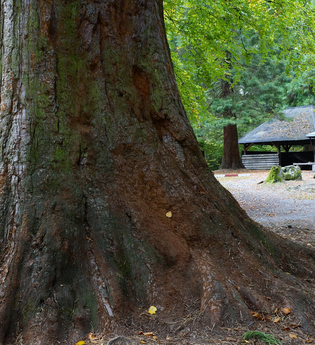 Wellingtonienplatz Wüstenrot - Grill- und Rastplatz | HeilbronnerLand | © Tourismus im Weinsberger Tal