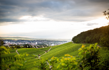 Ausblick vom Wartberg. Über grüne Weinreben hinweg sieht man bei bewölktem Himmel  weit in der Ferne die Stadt Heilbronn | © Heilbronn Marketing GmbH