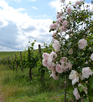Wein- und Rebsortenlehrpfad Horrheim