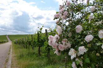 Wein- und Rebsortenlehrpfad Horrheim
