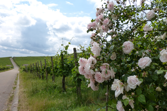Wein- und Rebsortenlehrpfad Horrheim
