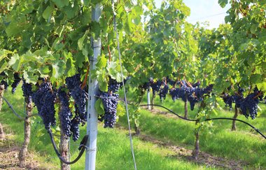 WEIN-Fotospot Mönchsbergsee | © Stadt Brackenheim | CP