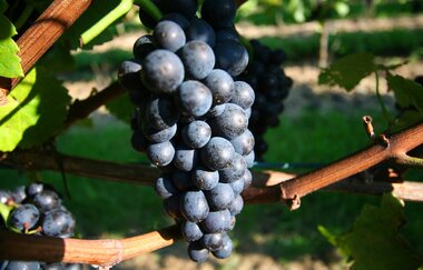 Wein Villa Heilbronn
