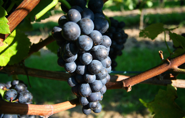 Wein Villa Heilbronn