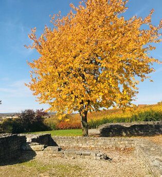 Römischer Gutshof in Lauffen am Neckar | HeilbronnerLand | © Stadtverwaltung Lauffen a.N.