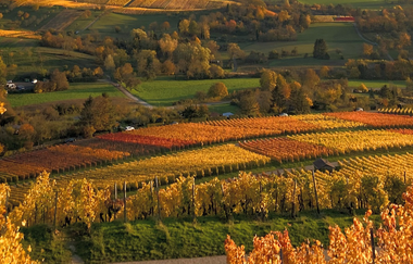 Schöne Aussicht von den Weinreben des Weinausschanks Weingut Holzapfel | Neckarsulm | HeilbronnerLand | © Weinausschank Weingut Holzapfel