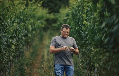 Weinlese1 | Weingut Wachtstetter | Pfaffenhofen | © Neckar-Zaber-Tourismus e.V.