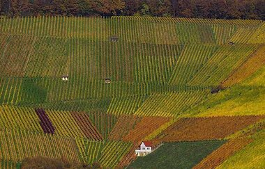 Weinlage Erlenbacher Kayberg | Weinsüden Weinort Erlenbach | HeilbronnerLand | © Tourismus im Weinsberger Tal