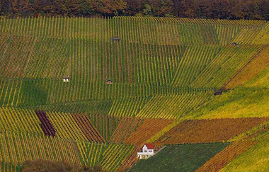 Weinlage Erlenbacher Kayberg | Weinsüden Weinort Erlenbach | HeilbronnerLand | © Tourismus im Weinsberger Tal