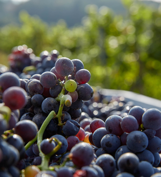 Frisch geerntete, pralle Trauben – ein Vorgeschmack auf den neuen Jahrgang aus dem Land der 1000 Hügel. | © Kraichgau-Stromberg Tourismus e.V.