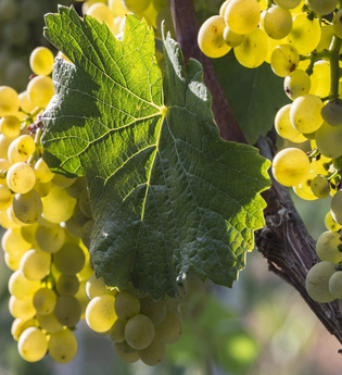 Weinbau Mütsch | © TMBW