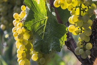 Weinbau Mütsch | © TMBW