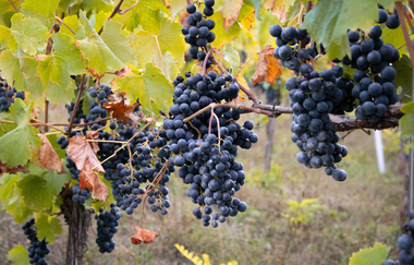 Weinbau Pavillon | Gundelsheim | HeilbronnerLand | © Weinbau Pavillon GmbH