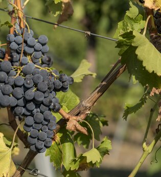Weinbau Rechkemmer - Weinausschank Fischer
