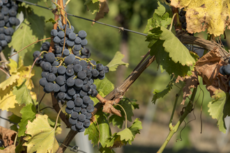 Weinbau Rechkemmer - Weinausschank Fischer
