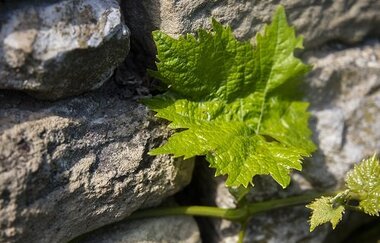 Weinbau Reichert | © Land der 1000 Hügel - Kraichgau-Stromberg
