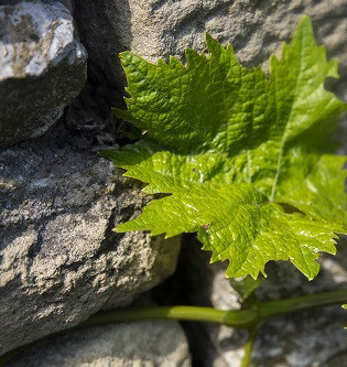 Weinbau Reichert | © Land der 1000 Hügel - Kraichgau-Stromberg