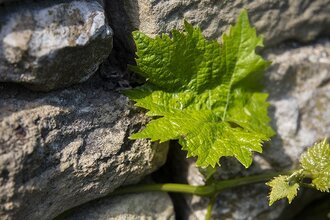 Weinbau Reichert | © Land der 1000 Hügel - Kraichgau-Stromberg