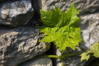 Weinbau Reichert | © Land der 1000 Hügel - Kraichgau-Stromberg