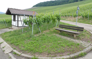 Weinberg "Röschen" Hohenhaslach | © Stadt Sachsenheim