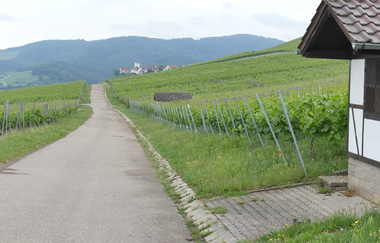 Weinberg "Röschen" Hohenhaslach | © Stadt Sachsenheim