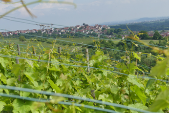 Weinberge Brunnhälde | © Stadt Sachsenheim