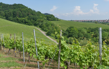 Weinberge Brunnhälde | © Stadt Sachsenheim