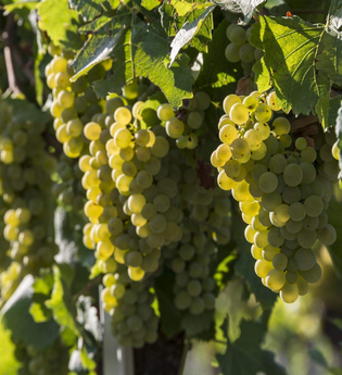 Weinerlebnisführungen mit Carola Geiger-KIaiser | © TMBW