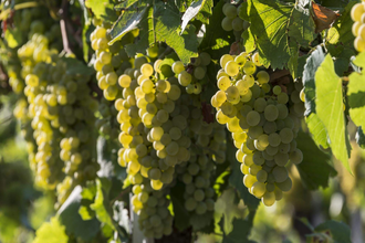 Weinerlebnisführungen mit Carola Geiger-KIaiser | © TMBW