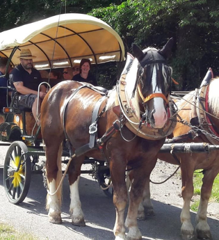 Mit der Kutsche zur Weinerlebnistour "Mit 2 PS durchs Himmelreich" | © Touristikgemeinschaft Hohenlohe e. V. |  Wein & Bett Weihbrecht