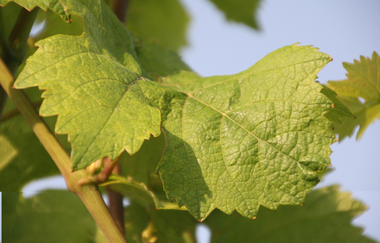 Ein grünes Weinblatt im Sommer | © Touristikgemeinschaft Hohenlohe e. V. | Marion Schlund
