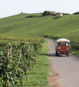 Weinbergrundfahrten mit Weinprobe | Weingut Alexander Bauer | Heilbronn-Sontheim | HeilbronnerLand | © Weingut - Besenwirtschaft - Gästehaus Bauer