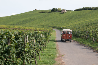 Weinbergrundfahrten mit Weinprobe | Weingut Alexander Bauer | Heilbronn-Sontheim | HeilbronnerLand | © Weingut - Besenwirtschaft - Gästehaus Bauer