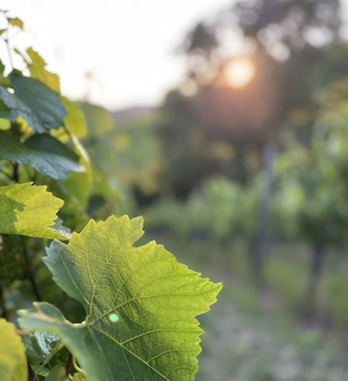 Weingärtner Horrheim-Gündelbach eG