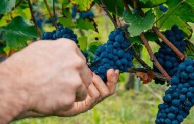Weingut Adrian Zimmer