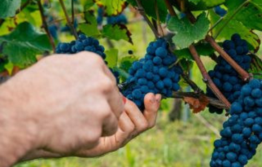 Weingut Adrian Zimmer